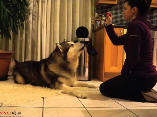 Chọn mua chó Alaska thuần chủng