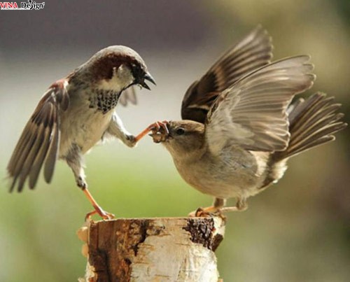 Cười nghiêng ngả