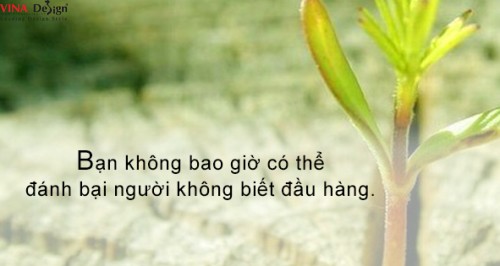 Người không biết đầu hàng