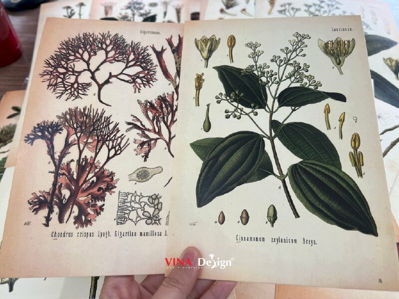 In tranh minh họa thực vật Botanical Art trên giấy mỹ thuật N05 màu kem - VND302