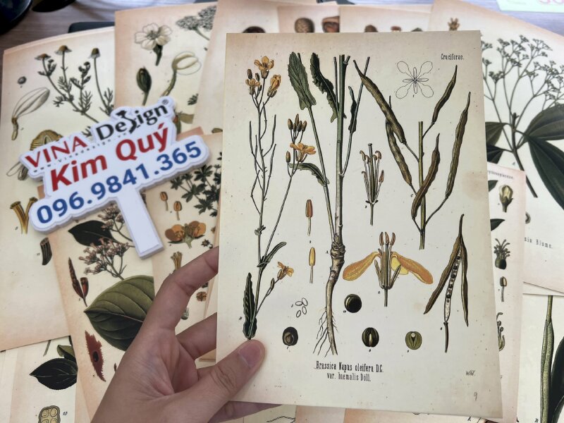 In tranh minh họa thực vật Botanical Art trên giấy mỹ thuật N05 màu kem - VND302