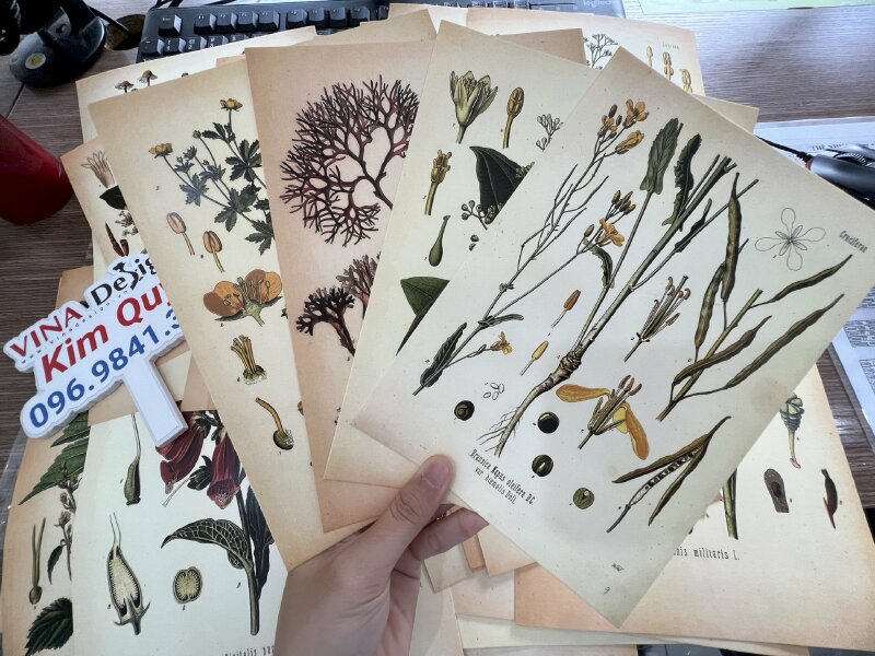 In tranh minh họa thực vật Botanical Art trên giấy mỹ thuật N05 màu kem - VND302