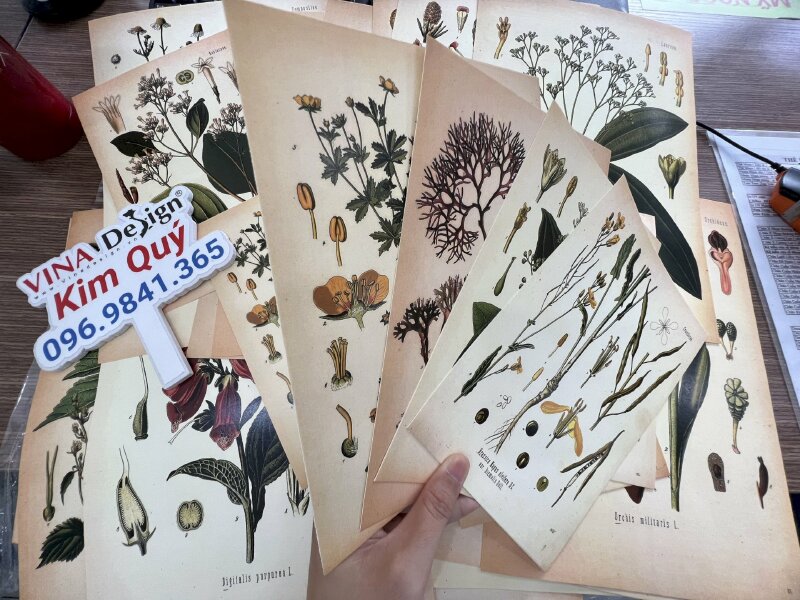 In tranh minh họa thực vật Botanical Art trên giấy mỹ thuật N05 màu kem - VND302